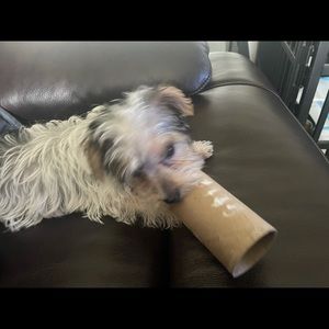 Meet your Posher, Jenevea